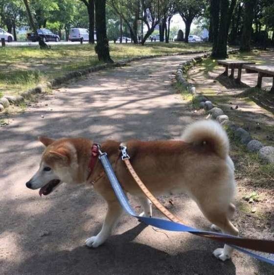 首輪とハーネス 愛犬にぴったりなのはどちら