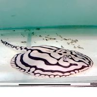 高雄崴騰水族寶島台灣精品魟魚Formosa Boutique Stingray