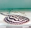 高雄崴騰水族寶島台灣精品魟魚Formosa Boutique Stingray