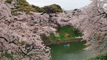 2019年日本櫻花什麼時候開？日本全國櫻前線預測＋賞櫻勝地懶人包