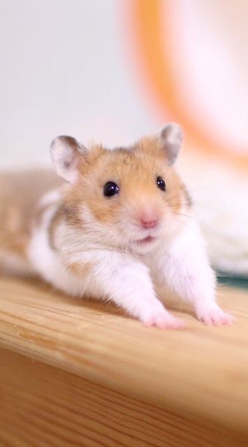 HamsterTH🐹