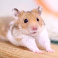 HamsterTH🐹
