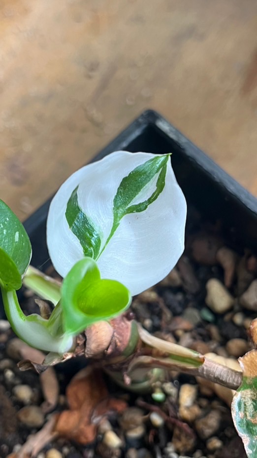 植療所