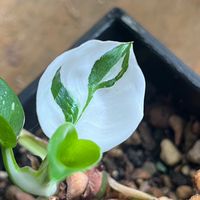 植療所