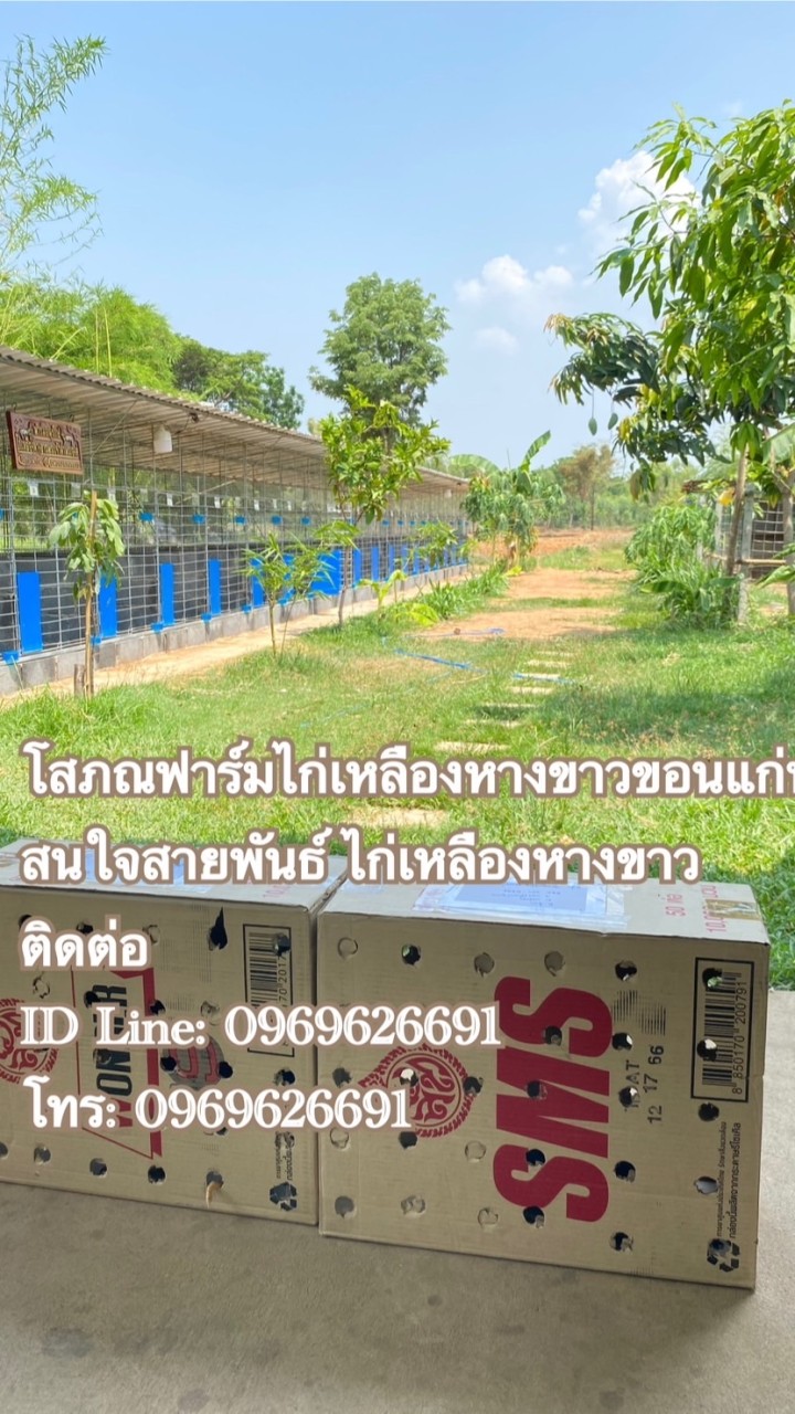 กลุ่มไก่เหลืองหางขาวโสภณฟาร์มขอนแก่น