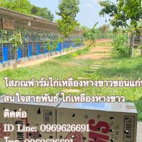 กลุ่มไก่เหลืองหางขาวโสภณฟาร์มขอนแก่น