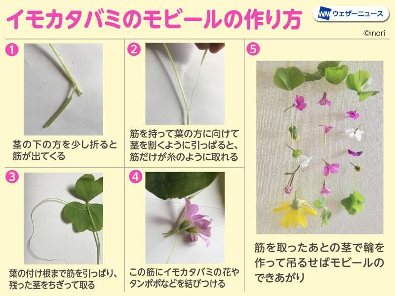 蝶々やモビールが作れる 身近な野草で簡単花遊び