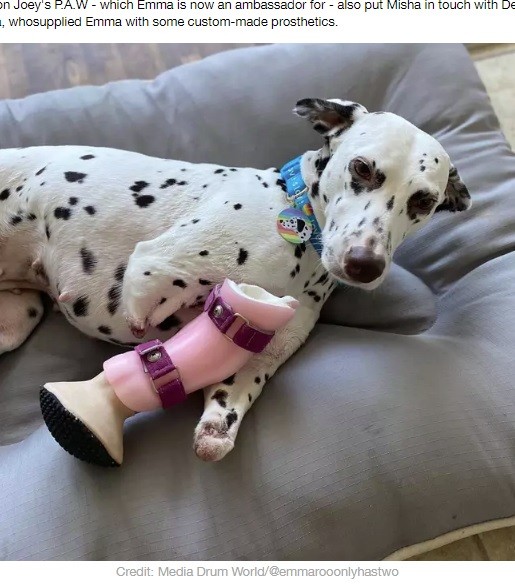 肉を柔らかくするため 前足を切断された犬 中国の犬肉処理施設から救出され第2の人生を歩む