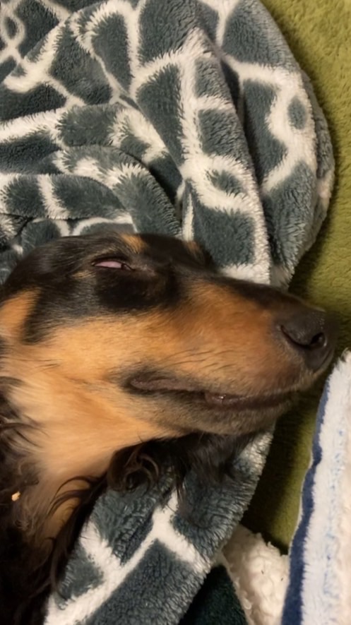 小型犬界隈
