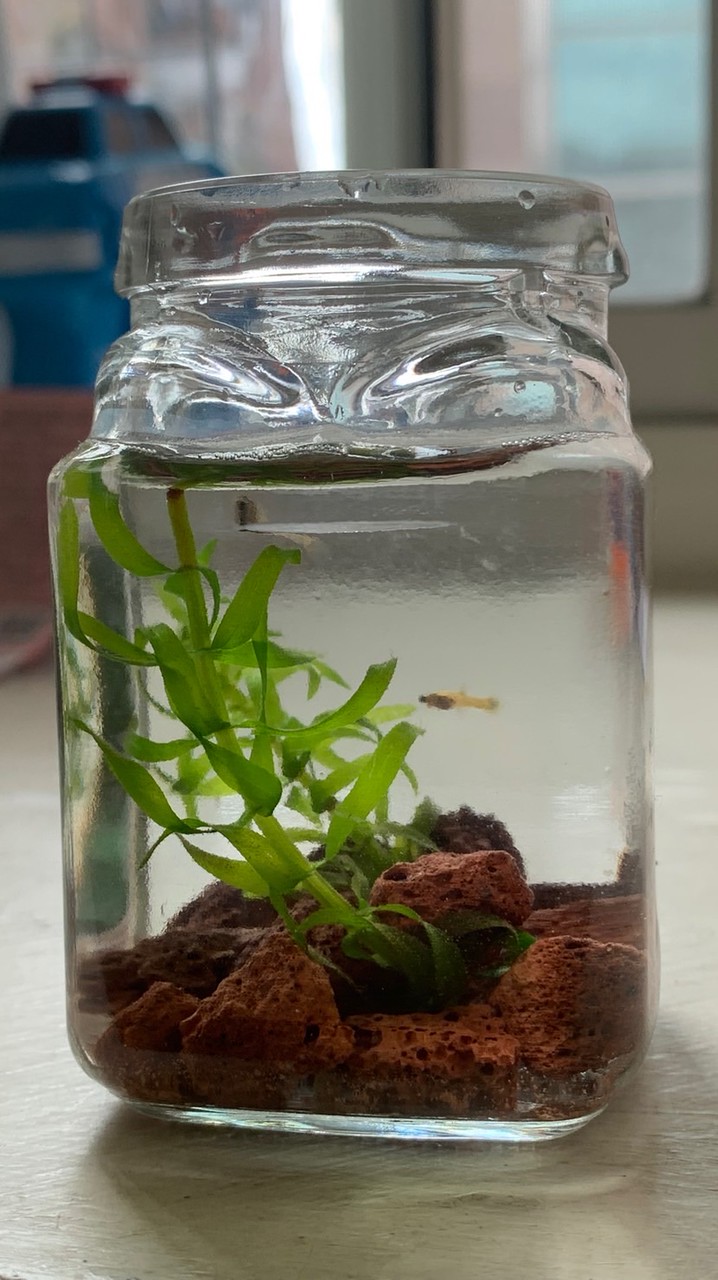 孔雀魚迷你造景