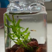 孔雀魚迷你造景