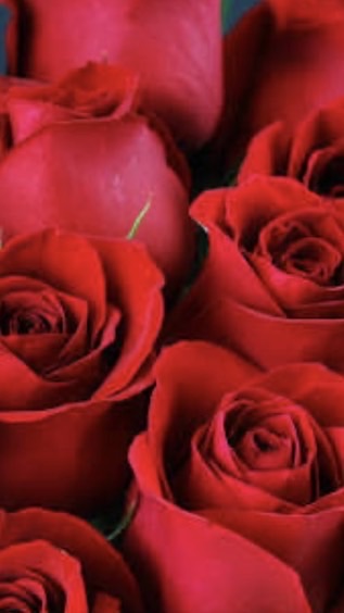 The Roses Ch 🌹 (Only Creators)