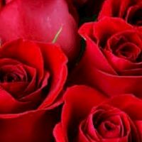 The Roses Ch 🌹 (Only Creators)