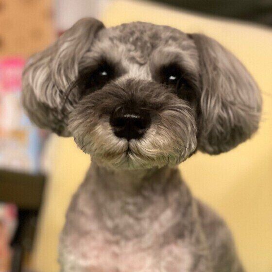 犬が 目をそらす のはなぜ アイコンタクトのコツ いぬのきもちnews