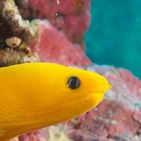 アラサー→アラフィフ🐠ダイビング好き😊