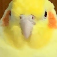 ครอบครัวไก่ตรึม🐣🙉