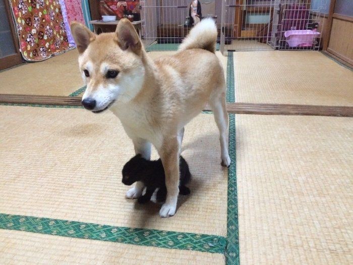 柴犬もも 最強のベビーシッター になる