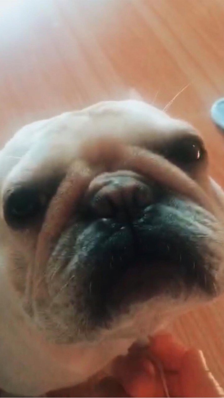 เฟรนช์ บูลด็อก(French Bulldog)