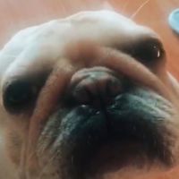 เฟรนช์ บูลด็อก(French Bulldog)