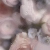 全緩也