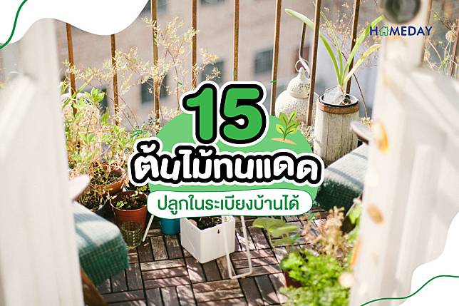 15 ต้นไม้ทนแดด ปลูกในระเบียงบ้านได้ | Homeday | Line Today