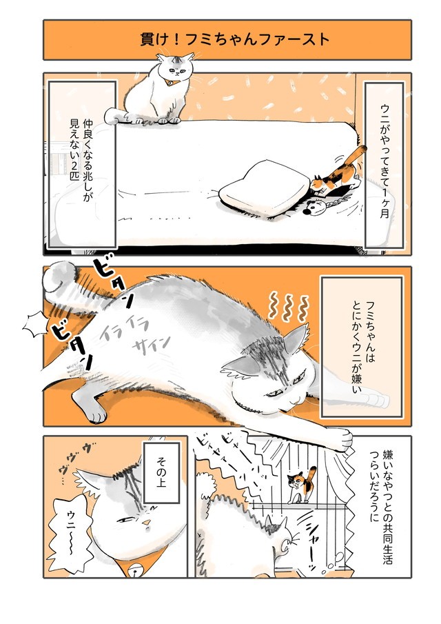 2匹の猫の共同生活は難しい⁉ 「貫け！ フミちゃんファースト」／うちの