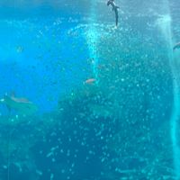翔慶旅行社