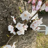 小学生・中学生ママ集まれ！