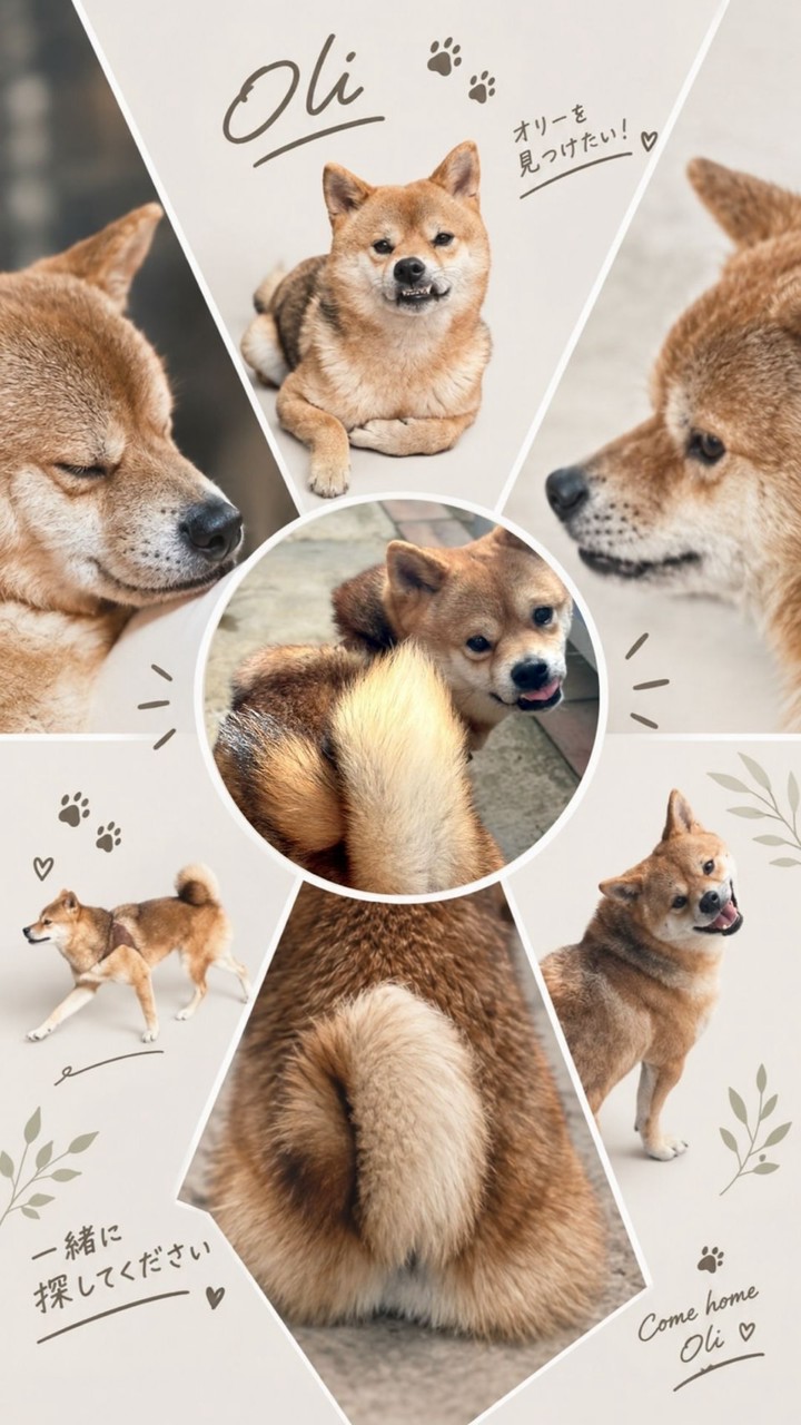 迷子犬オリー🐕大網白里市発 捜索ボランティアチーム