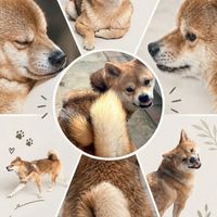 迷子犬オリー🐕大網白里市発 捜索ボランティアチーム
