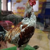 ซุ้ม ส.มีชัยไก่ชน(หนุ่มวังน้ำใสฟาร์ม)