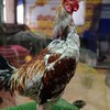 ซุ้ม ส.มีชัยไก่ชน(หนุ่มวังน้ำใสฟาร์ม)