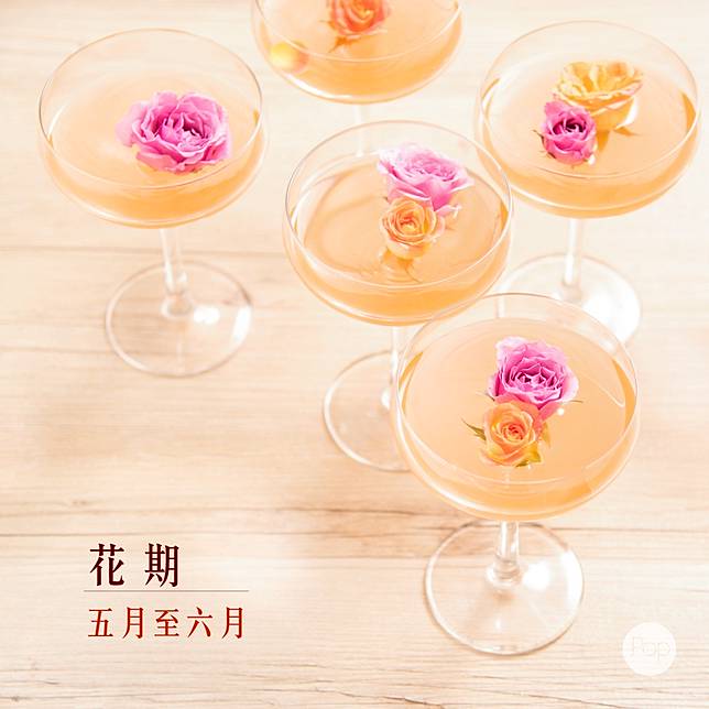 六月誕生花 玫瑰 Metro Pop Line Today