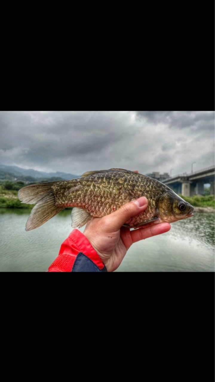 不正常鯽魚鑽研中心