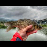 不正常鯽魚鑽研中心