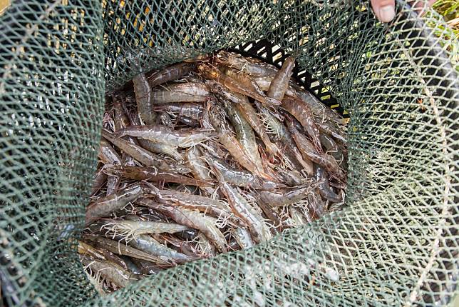 ▲一隻隻新鮮的蝦，晶瑩剔透（圖/奧丁丁市集）