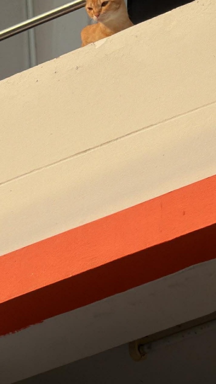 𝐌𝐢𝐧𝐢𝐬𝐞𝐫𝐢𝐞𝐬 𝐛𝐲 𝐌𝐮𝐯𝐯