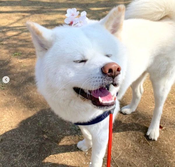 恐竜のおもちゃで遊ぶ秋田犬の衝撃的な姿とは