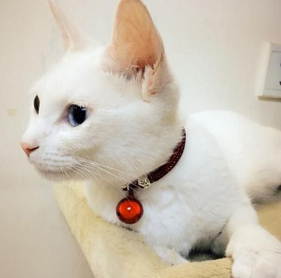 寵物項圈 貓咪鈴鐺 貓鈴鐺項圈寵物貓項鏈貓牌貓咪顏值飾品 汪喵百貨
