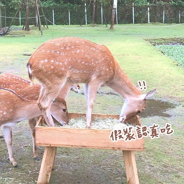 宜蘭景點總整理懶人包必去打卡旅遊住宿三星東澳頭城礁溪