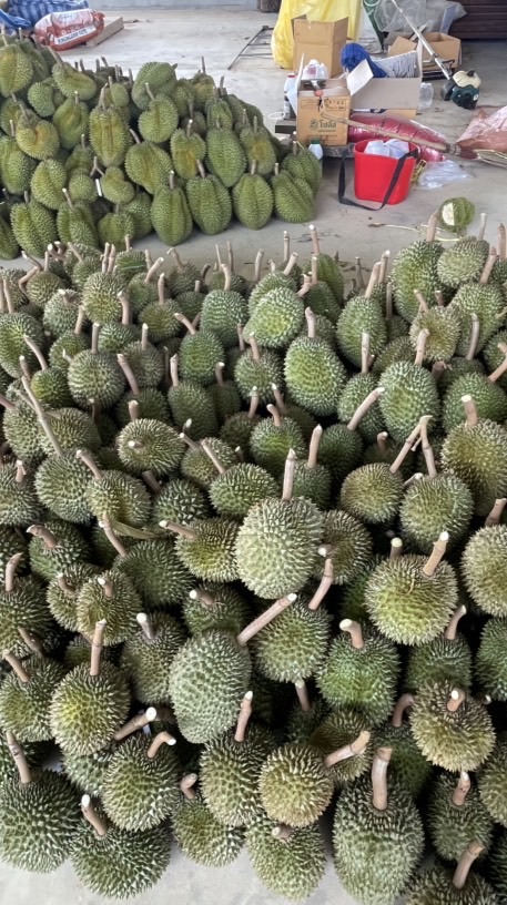 ทุเรียนตกไซส์ ราคาถูก พ่อค้าแม่ค้าห้ามพลาด
