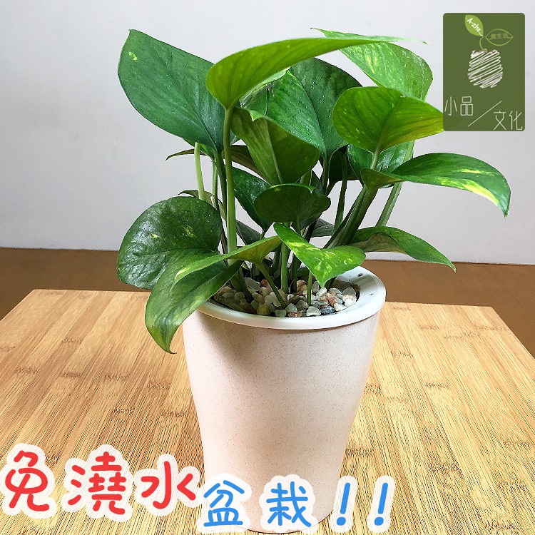 【現貨】【小品文化】黃金葛 4吋雙色圓盆懶人盆栽 空氣淨化 觀葉植物 室內植物 自動吸水 水培 創意花盆 居家辦公盆花