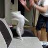 oc群