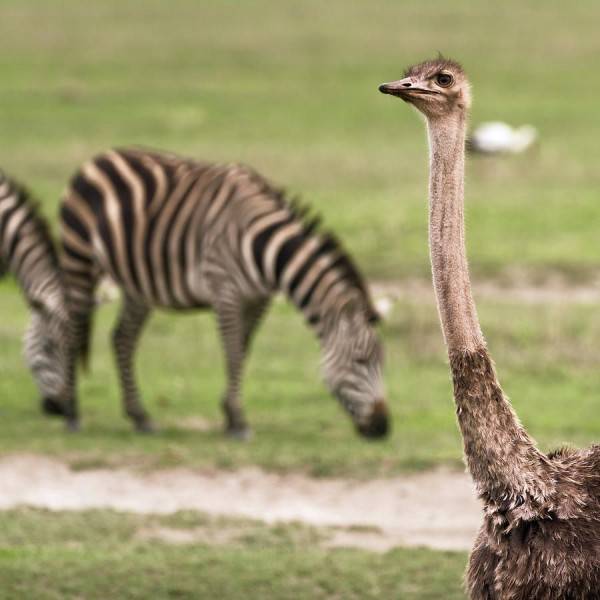 8 Fakta Burung Unta Burung Terbesar Pelari Tercepat Di Dunia