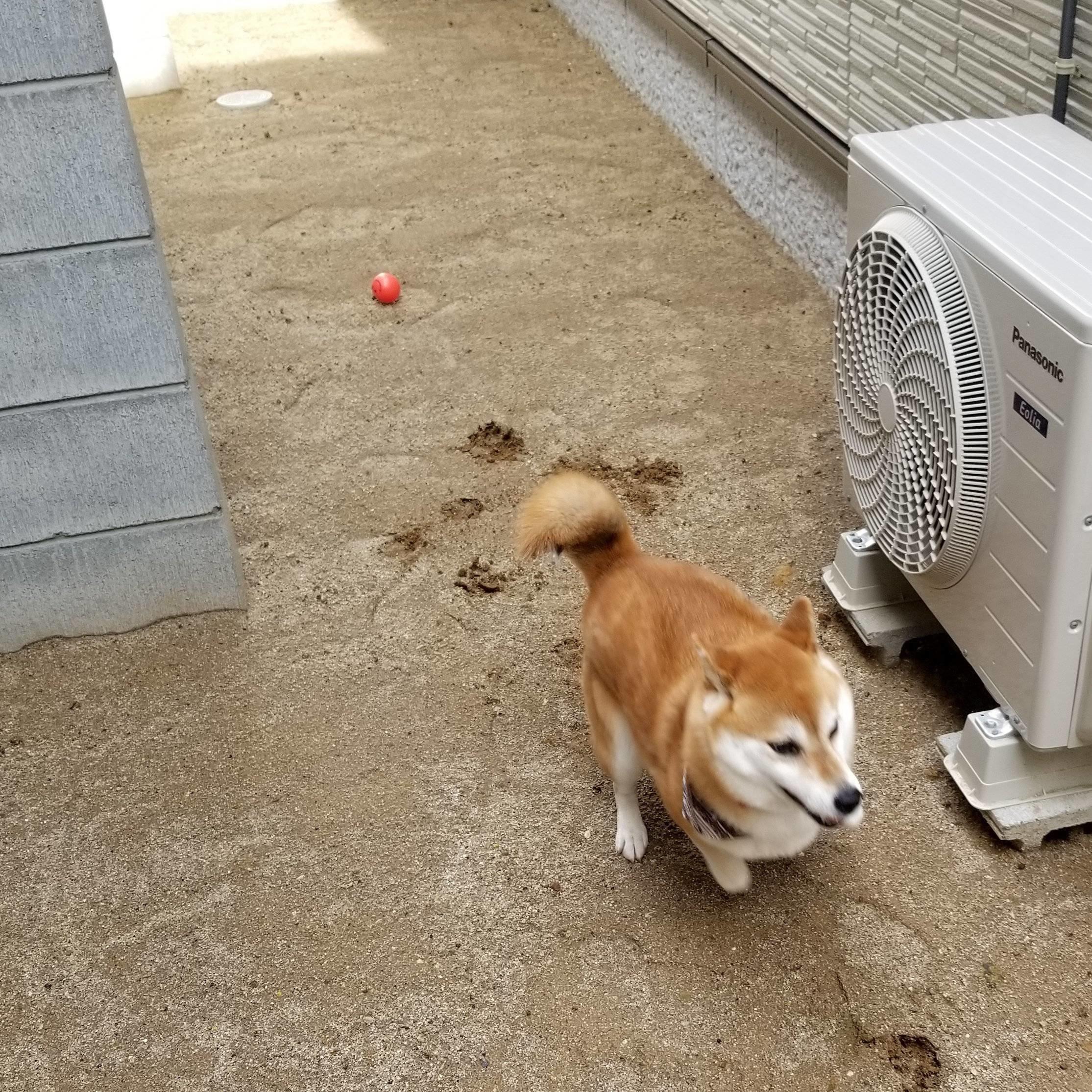 犬あるある 跳び箱を飛ぶような姿勢