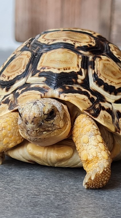 Tortoise Story