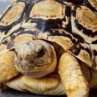 Tortoise Story