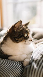 分享貓咪(曬貓，飼養方法)