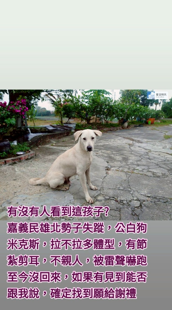 協尋嘉義阿白