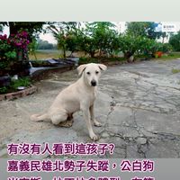 協尋嘉義阿白